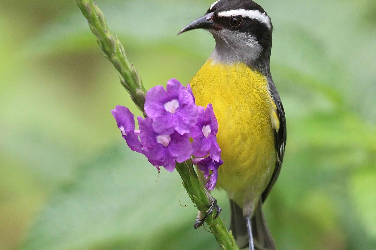 Från Quepos: fågelskådning i Esquipulas, endemiska arter.