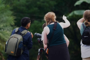 Från Quepos: fågelskådning i Esquipulas, endemiska arter.