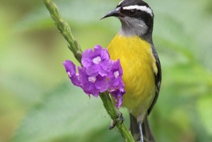 Från Quepos: fågelskådning i Esquipulas, endemiska arter.