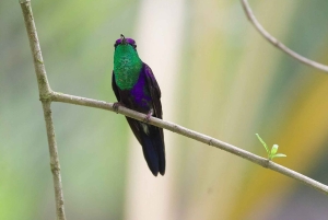 Från Quepos: fågelskådning i Esquipulas, endemiska arter.