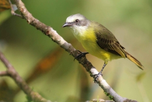 Från Quepos: fågelskådning i Esquipulas, endemiska arter.