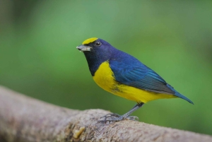 Från Quepos: fågelskådning i Esquipulas, endemiska arter.