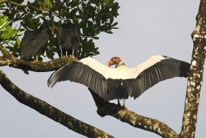 Från Quepos: fågelskådning i Esquipulas, endemiska arter.
