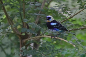 Från Quepos: fågelskådning i Esquipulas, endemiska arter.