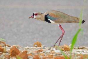 Från Quepos: fågelskådning i Esquipulas, endemiska arter.