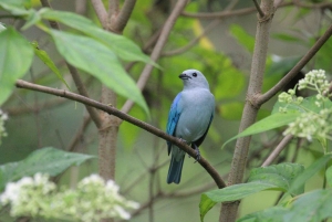 Från Quepos: fågelskådning i Esquipulas, endemiska arter.