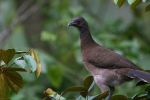Från Quepos: fågelskådning i Esquipulas, endemiska arter.