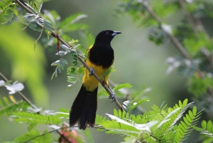 Från Quepos: fågelskådning i Esquipulas, endemiska arter.