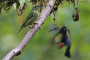 Från Quepos: fågelskådning i Esquipulas, endemiska arter.