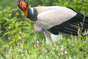 Från Quepos: fågelskådning i Esquipulas, endemiska arter.