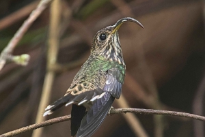 Från Quepos: fågelskådning i Esquipulas, endemiska arter.