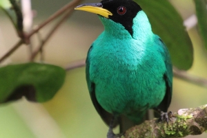 Från Quepos: fågelskådning i Esquipulas, endemiska arter.