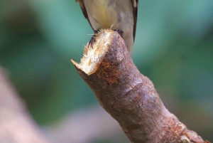 Från Quepos: fågelskådning i Esquipulas, endemiska arter.