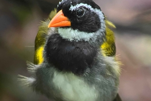 Från Quepos: fågelskådning i Esquipulas, endemiska arter.