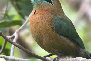 Från Quepos: fågelskådning i Esquipulas, endemiska arter.