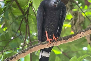 Från Quepos: fågelskådning i Esquipulas, endemiska arter.