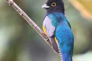 Från Quepos: fågelskådning i Esquipulas, endemiska arter.