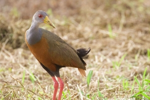 Från Quepos: fågelskådning i Esquipulas, endemiska arter.