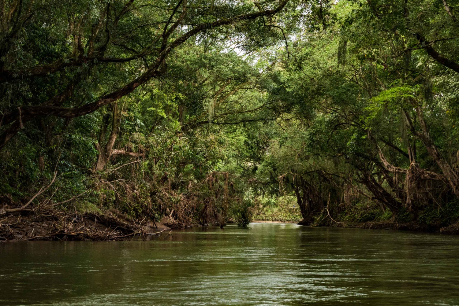 Fra San Jose: 3-dages udflugt til Tortuguero National Park
