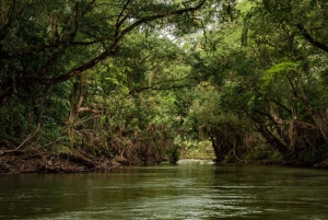 From San Jose: 3-Day Tortuguero National Park Excursion