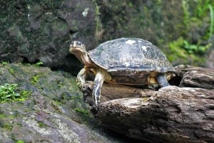 Desde San José: Excursión de 3 días al Parque Nacional de Tortuguero