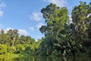 Fra San Jose: 3-dages udflugt til Tortuguero National Park