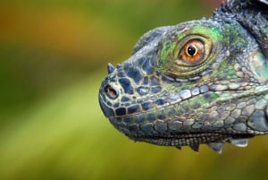 Fra San Jose: 3-dages udflugt til Tortuguero National Park