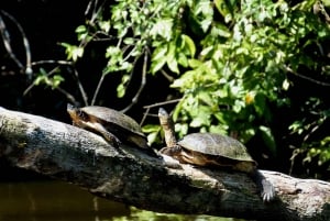 Fra San Jose: 3-dages udflugt til Tortuguero National Park