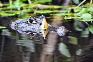 Fra San Jose: 3-dages udflugt til Tortuguero National Park