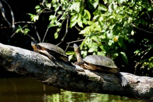 From San Jose: 3-Day Tortuguero National Park Excursion