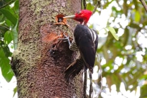 Fra San Jose: 6-i-1 Rainforest Bridges & Cables Adventure