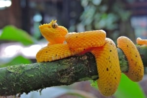 Fra San Jose: 6-i-1 Rainforest Bridges & Cables Adventure