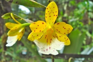 Fra San Jose: 6-i-1 Rainforest Bridges & Cables Adventure