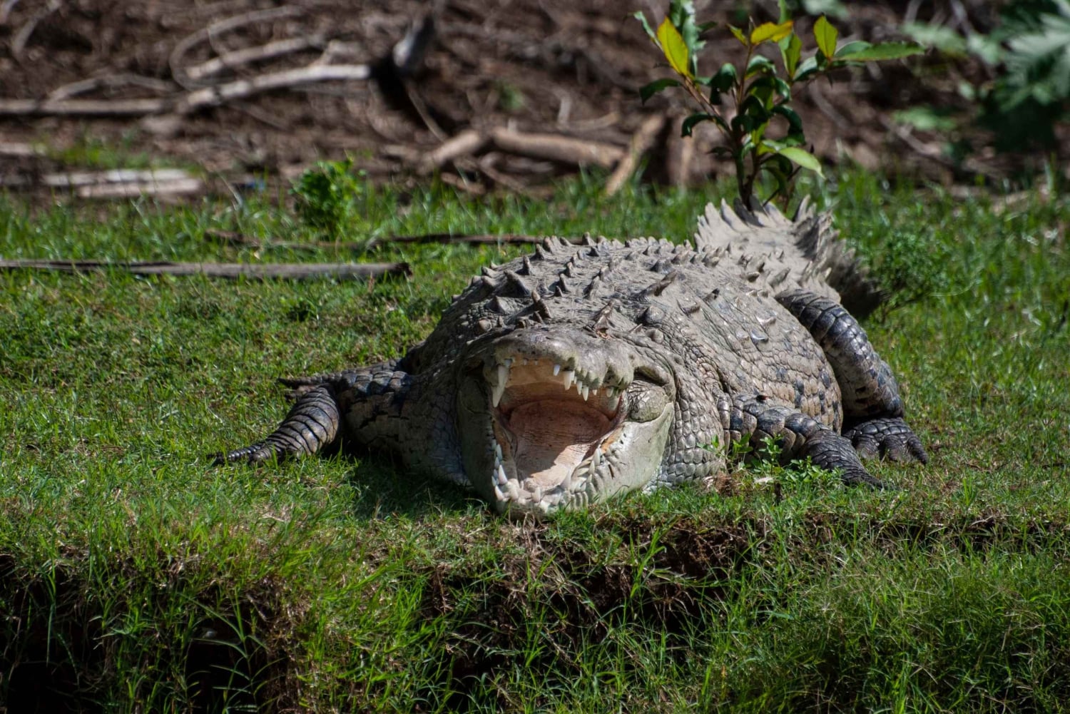 Vanuit San José: Nationaal Park Carara en Tárcoles Rivier Tour