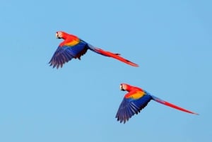 From San José: Carara National Park and Tárcoles River Tour