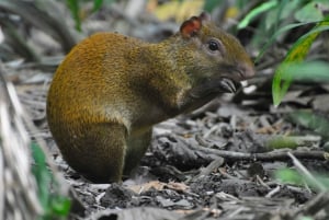 From San José: Carara National Park and Tárcoles River Tour