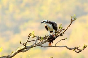 From San José: Carara National Park and Tárcoles River Tour