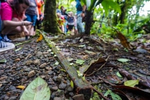 From San José: Carara National Park and Tárcoles River Tour