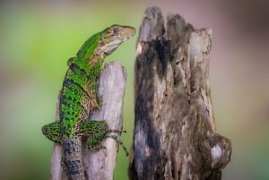 From San José: Carara National Park and Tárcoles River Tour