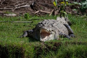 Vanuit San José: Nationaal Park Carara en Tárcoles Rivier Tour