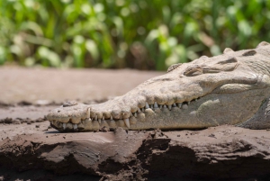 Vanuit San José: Nationaal Park Carara en Tárcoles Rivier Tour