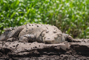 Vanuit San José: Nationaal Park Carara en Tárcoles Rivier Tour