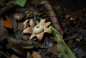 Vanuit San José: Nationaal Park Carara en Tárcoles Rivier Tour
