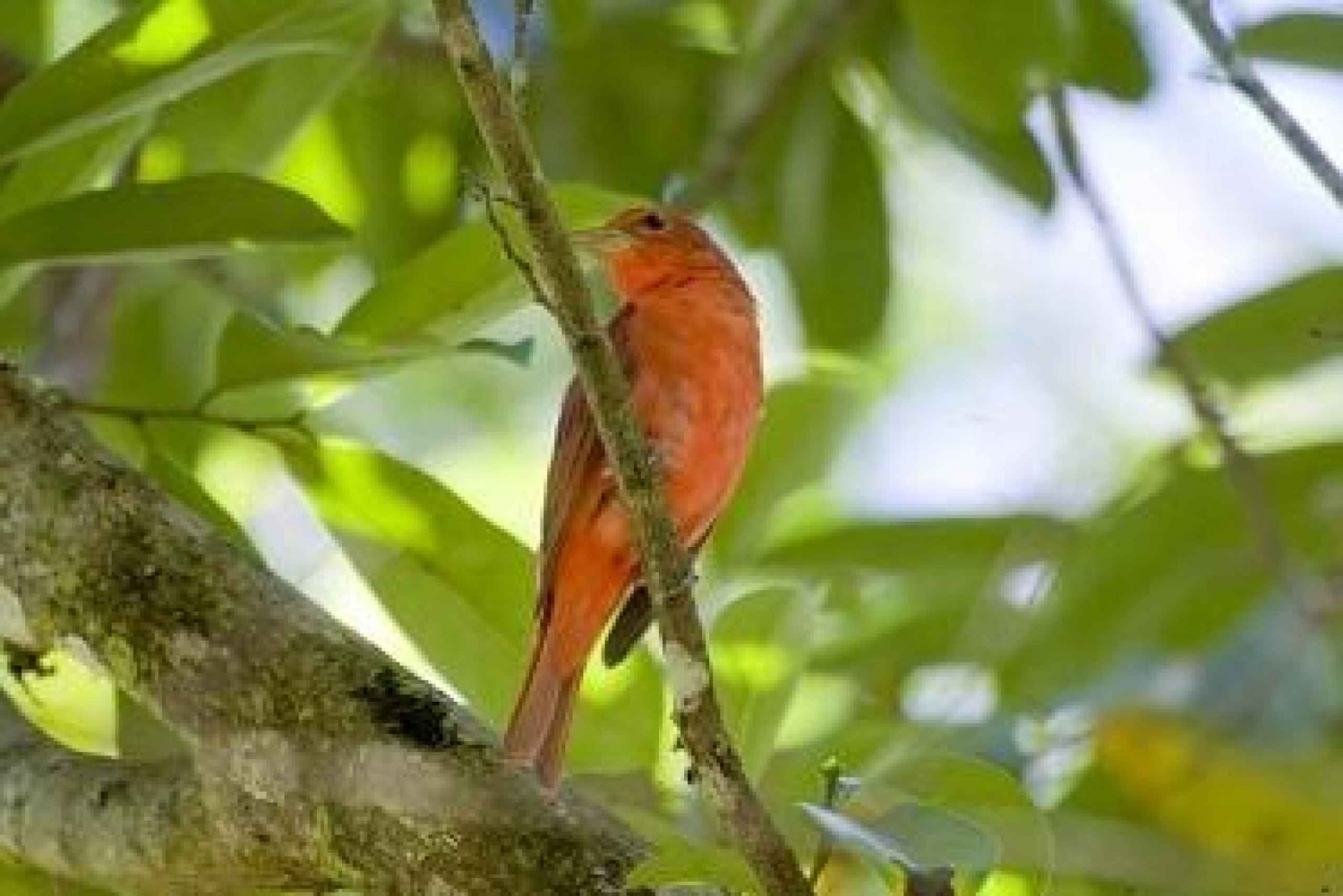 Bird Watching Tour at Rainforest Adventures Braulio Carrillo