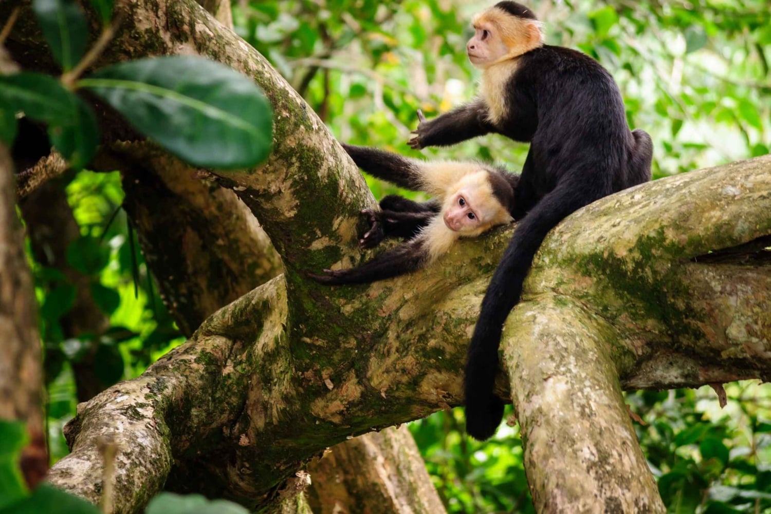 From San José: Full day Manuel Antonio National Park