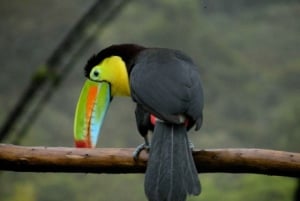 From San Jose: La Paz Waterfall Garden & Rainforest Tour