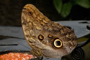 From San Jose: La Paz Waterfall Garden & Rainforest Tour