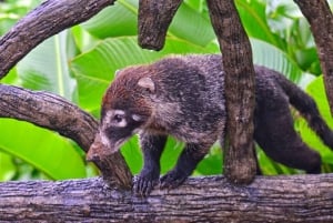 From San Jose: La Paz Waterfall Garden & Rainforest Tour