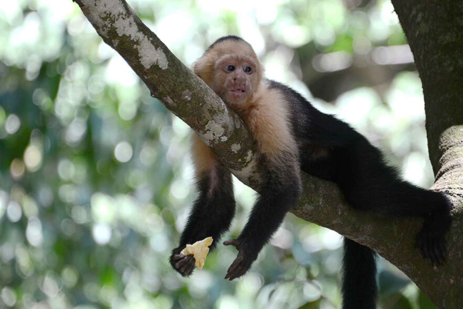 Fra San José: Dagstur til Monteverde Hanging Bridges