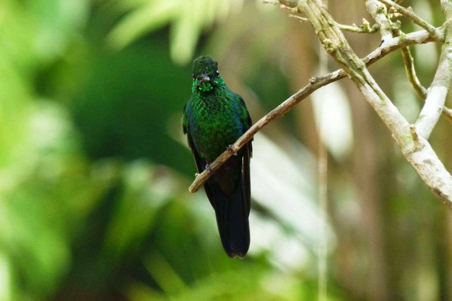Fra San José: Dagstur til Monteverde Hanging Bridges